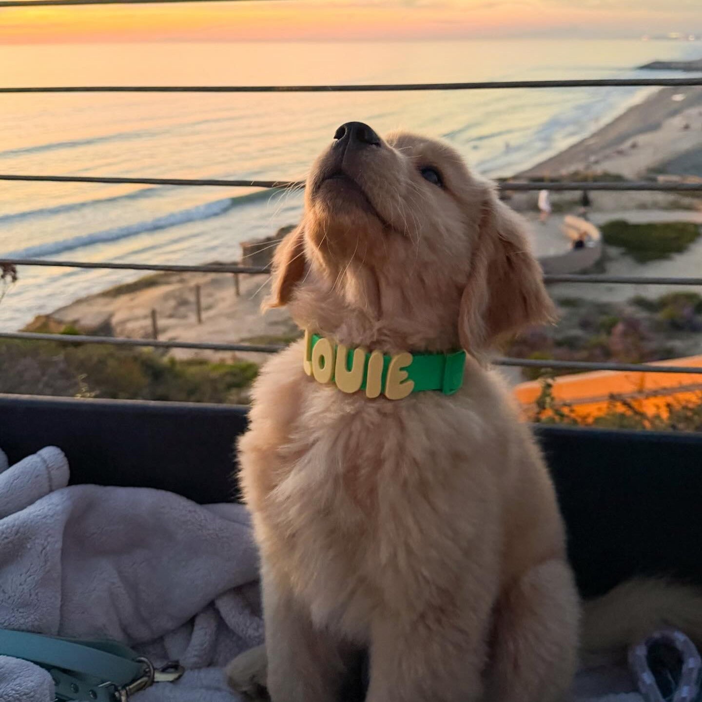 Woof Woof™ Halsbåndet